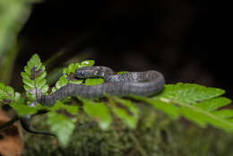 Image of Mountain Slug Snake