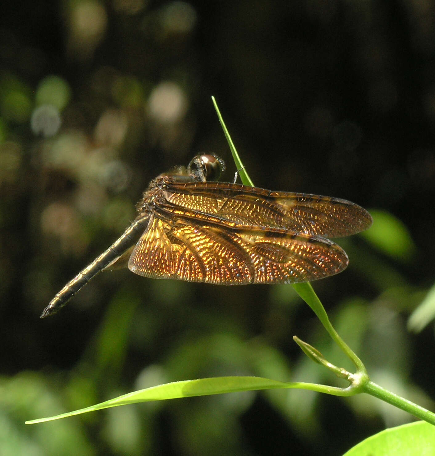 Слика од Rhyothemis obsolescens Kirby 1889