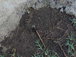 Image of Tuxtla Tropical Night Lizard