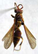 Polistes instabilis de Saussure 1853的圖片