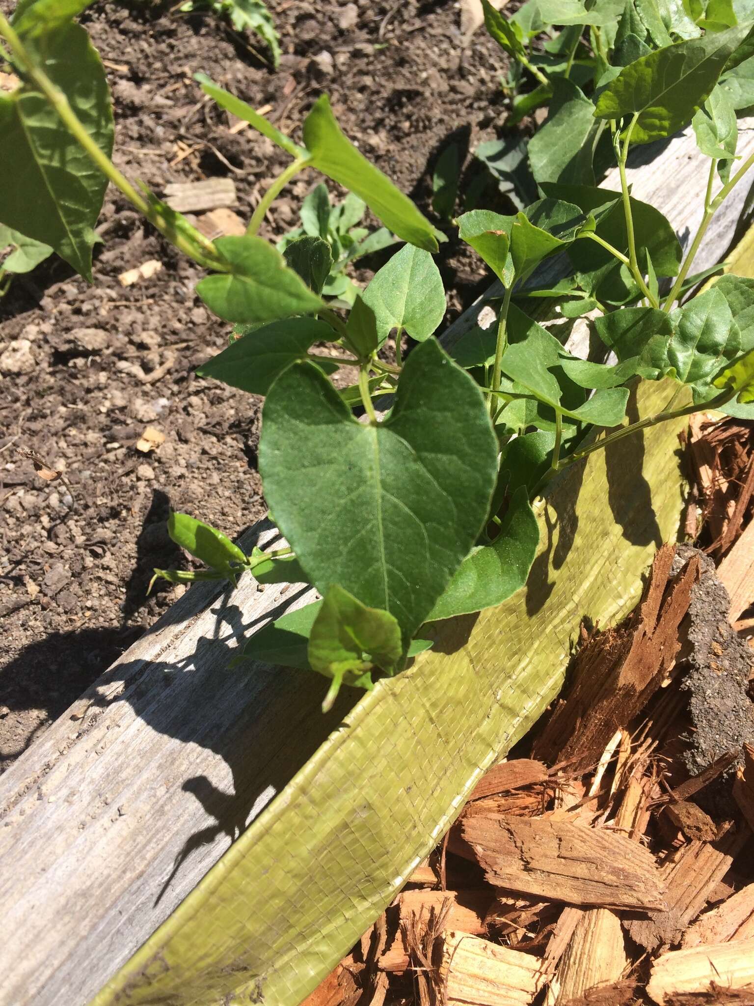 Image of Black Bindweed