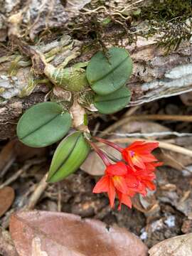 Image of Cattleya cernua (Lindl.) Van den Berg