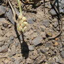 Image of Plantago atrata subsp. spadicea Pilg.