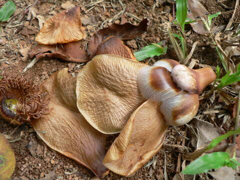 Image of Clusia grandiflora Splitg.