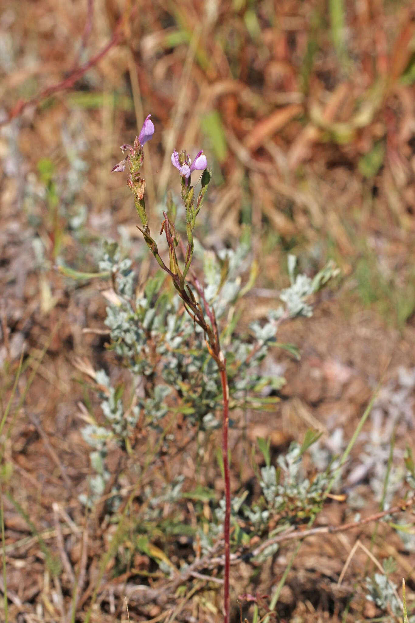 Image of Noel's owl's-clover