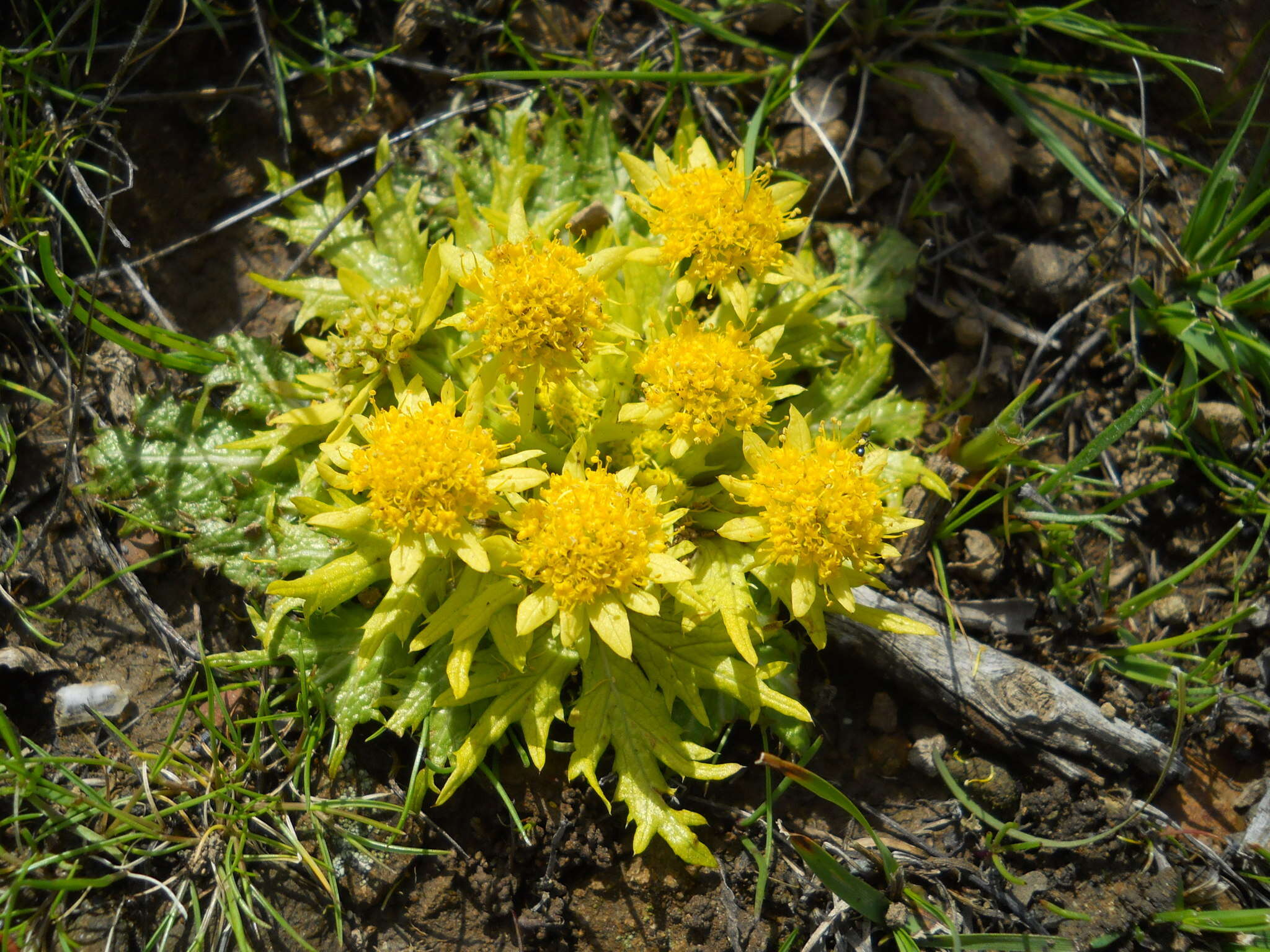 Image of Bear's-foot Sanicle