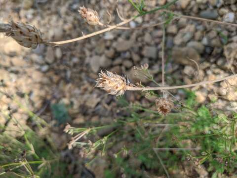 Centaurea sterilis Stev. resmi