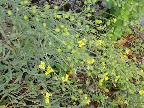 Image of Aurinia sinuata (L.) Griseb.