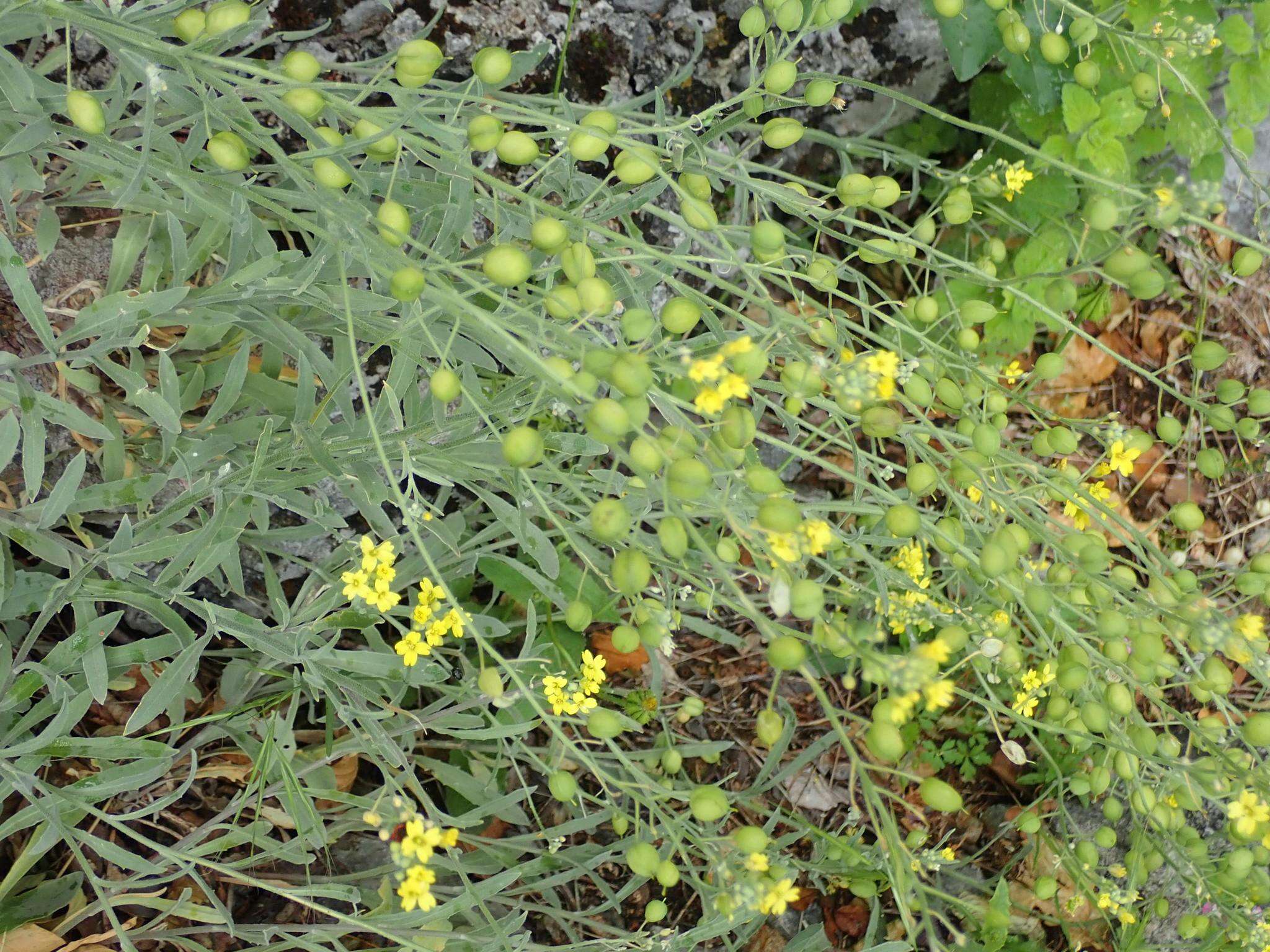 Image of Aurinia sinuata (L.) Griseb.