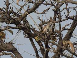 Image of Stripe-capped and Tumbes Sparrows