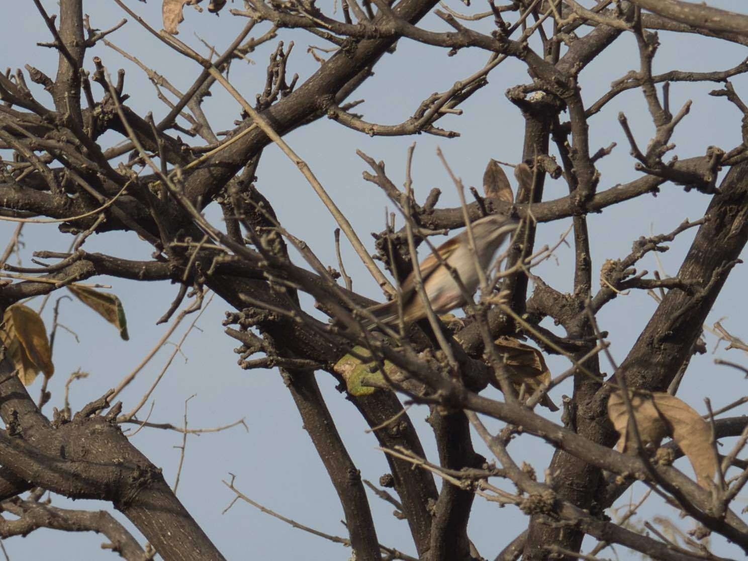 Image of Stripe-capped and Tumbes Sparrows