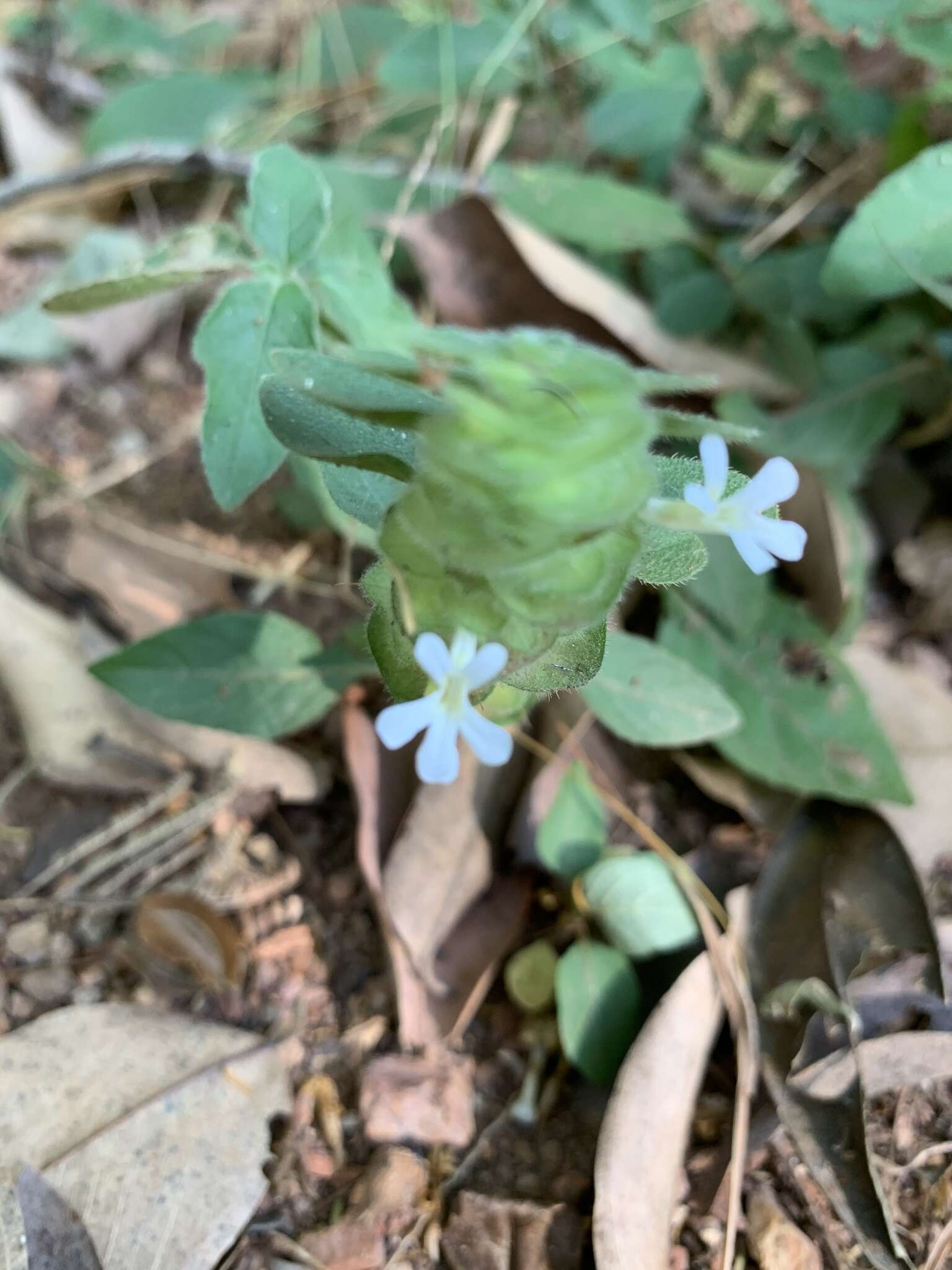 Phaulopsis imbricata subsp. imbricata resmi