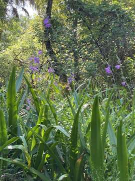 Image of Slender-Leaf False Dragonhead