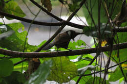 Image of Crested Jay