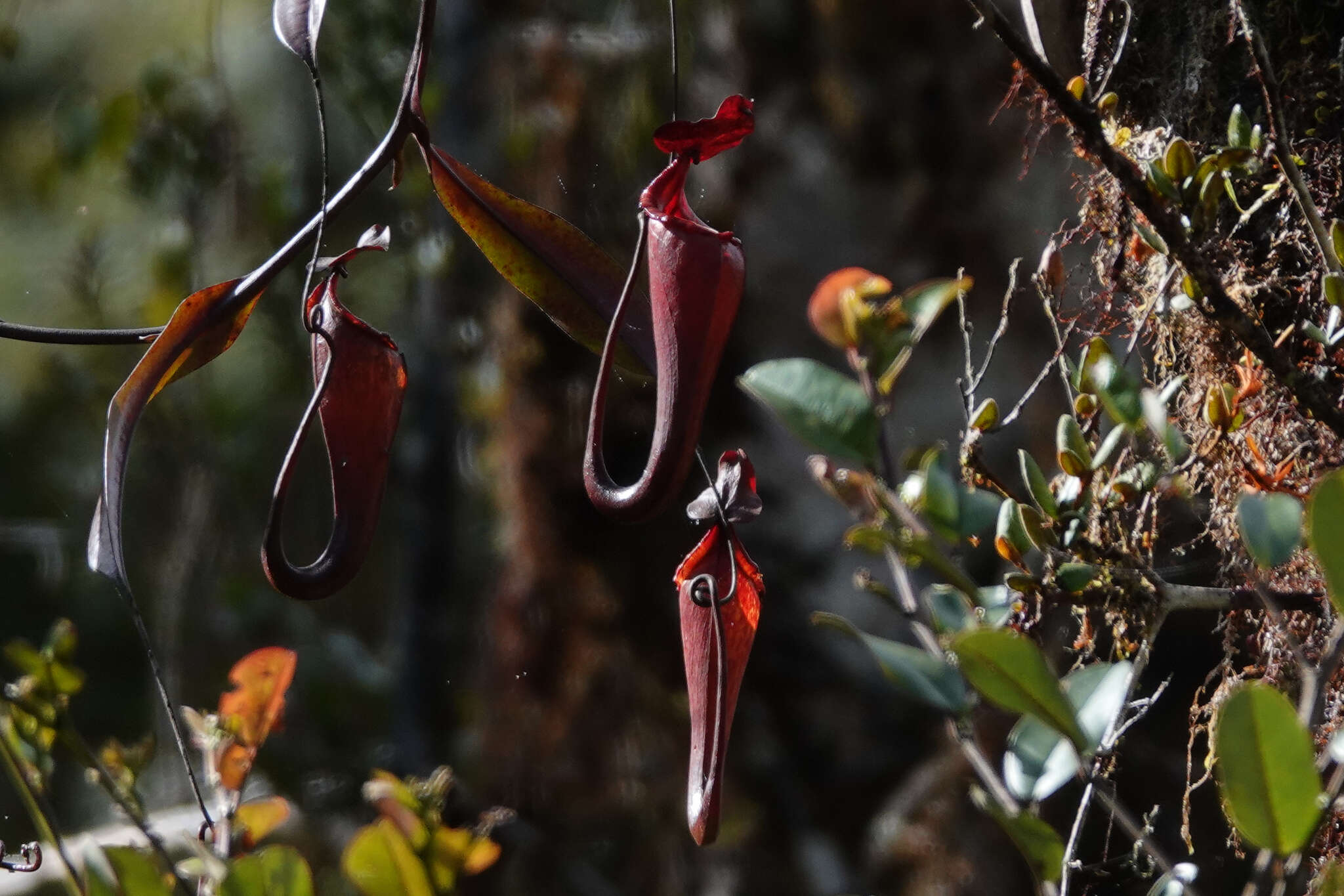 Image of Nepenthes maxima Reinw. ex Nees