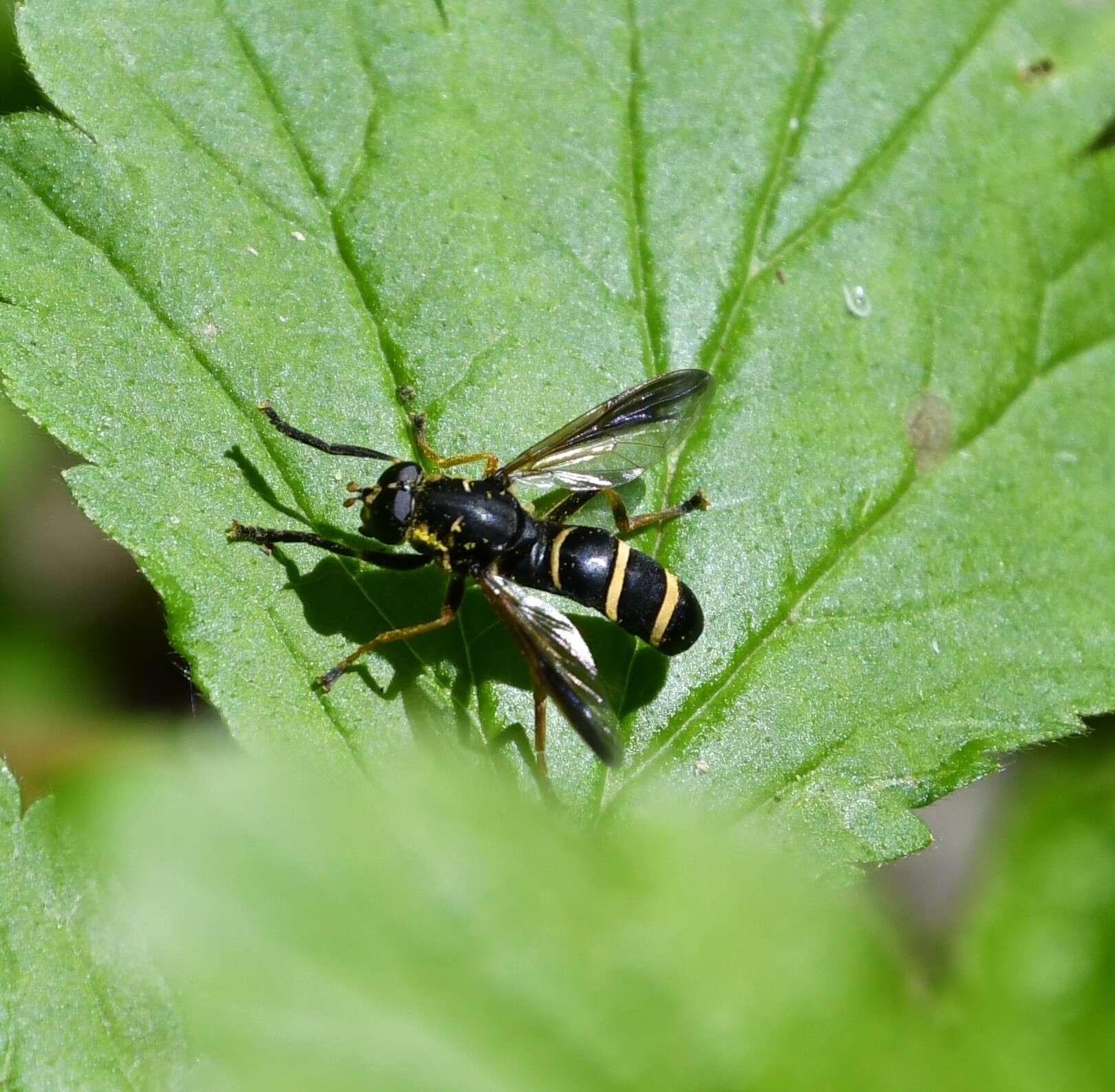 Image of Temnostoma angustistriatum Krivosheina 2002