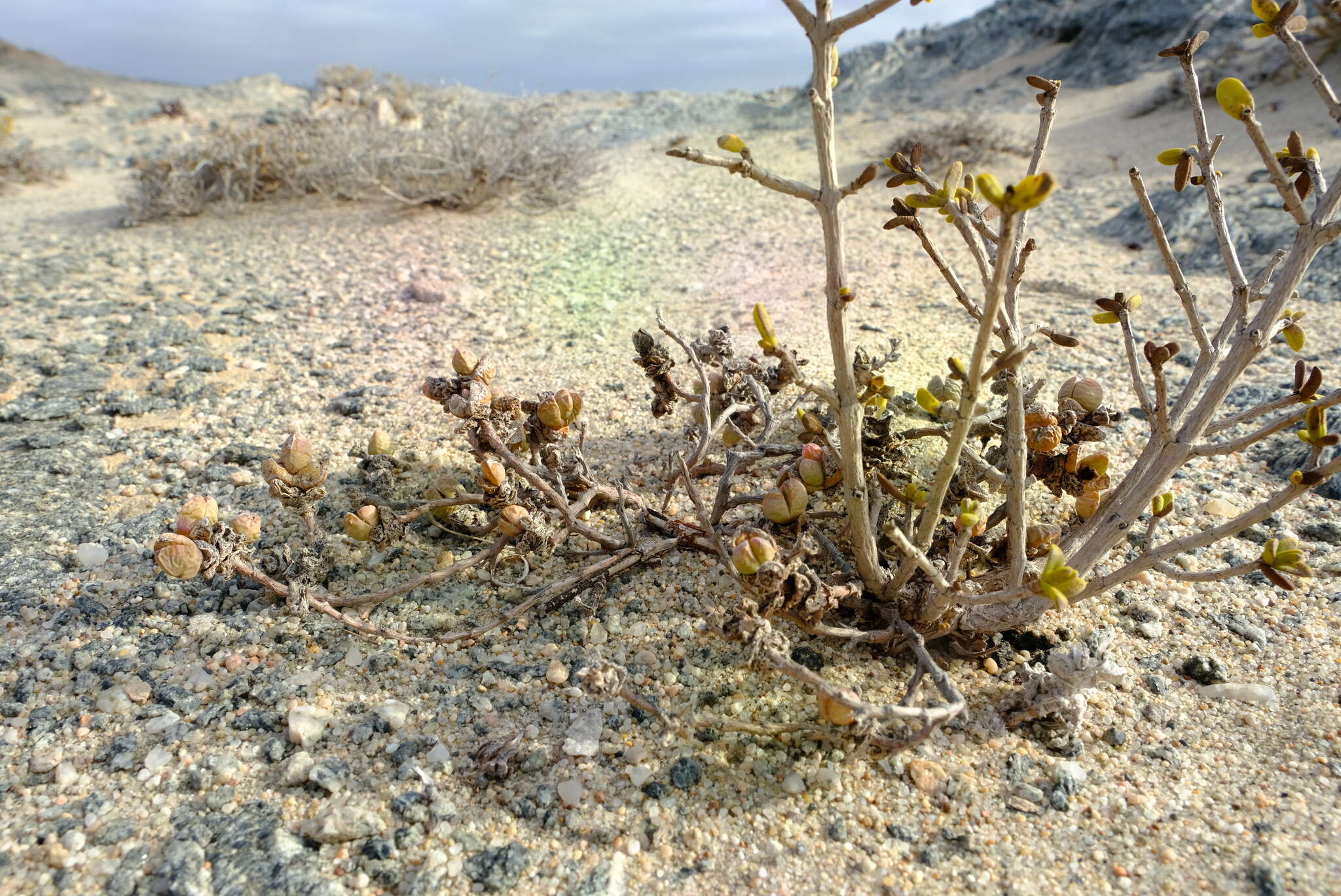 Image of Juttadinteria deserticola (Marloth) Schwant.