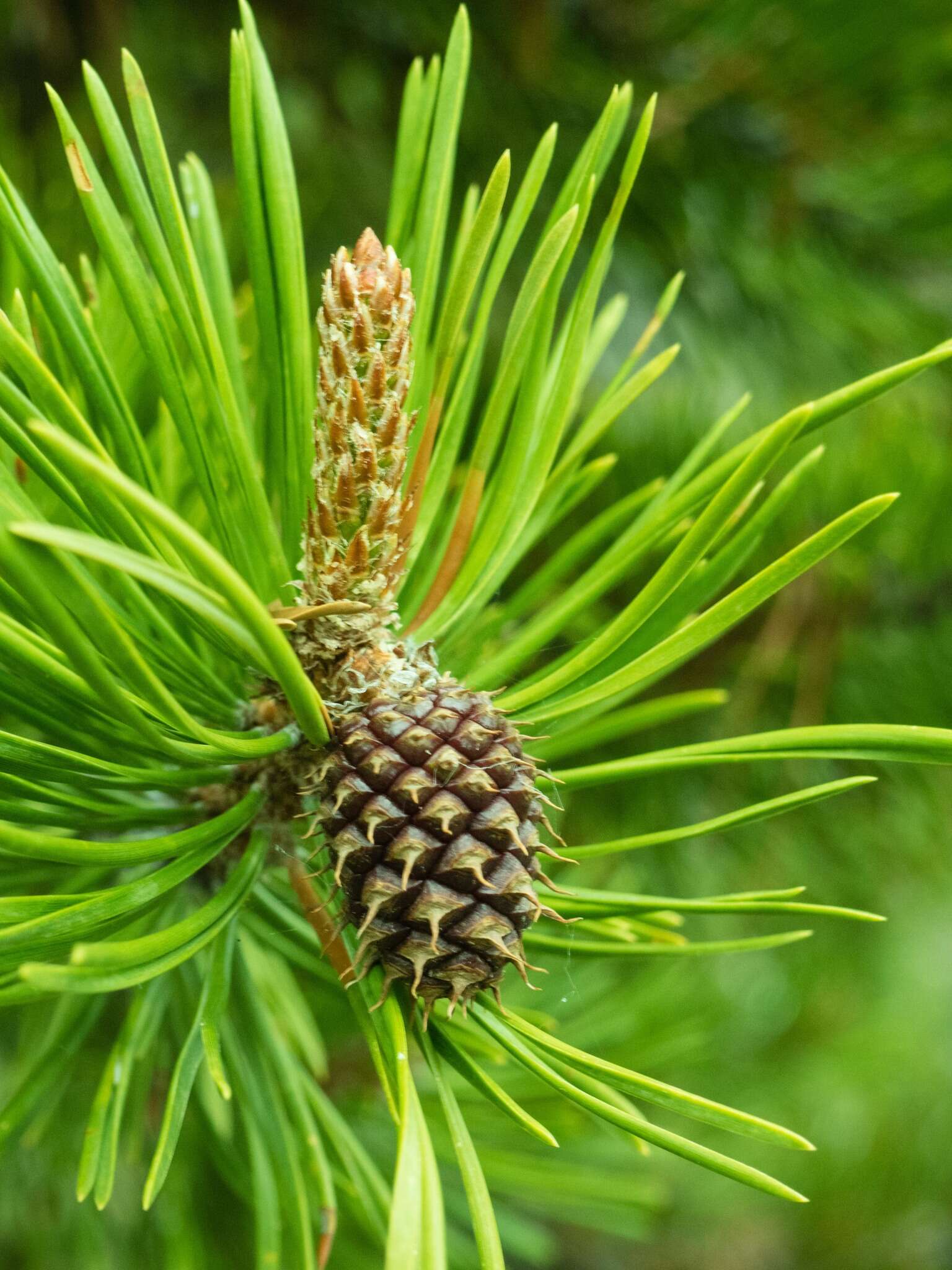 Image of Pinus contorta var. latifolia Engelm.