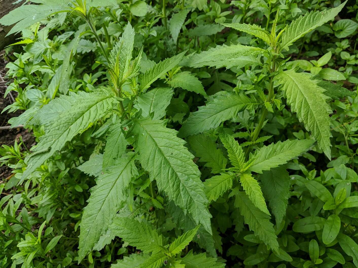 Image of Bugleweed