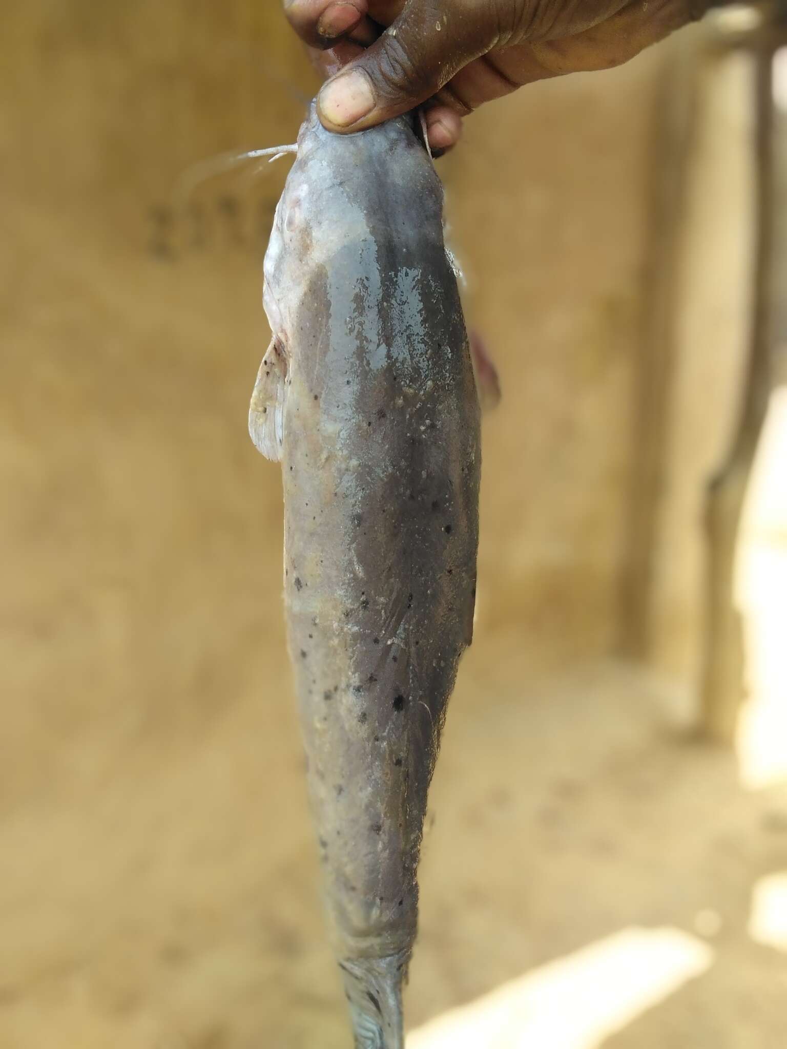 Image of electric catfishes