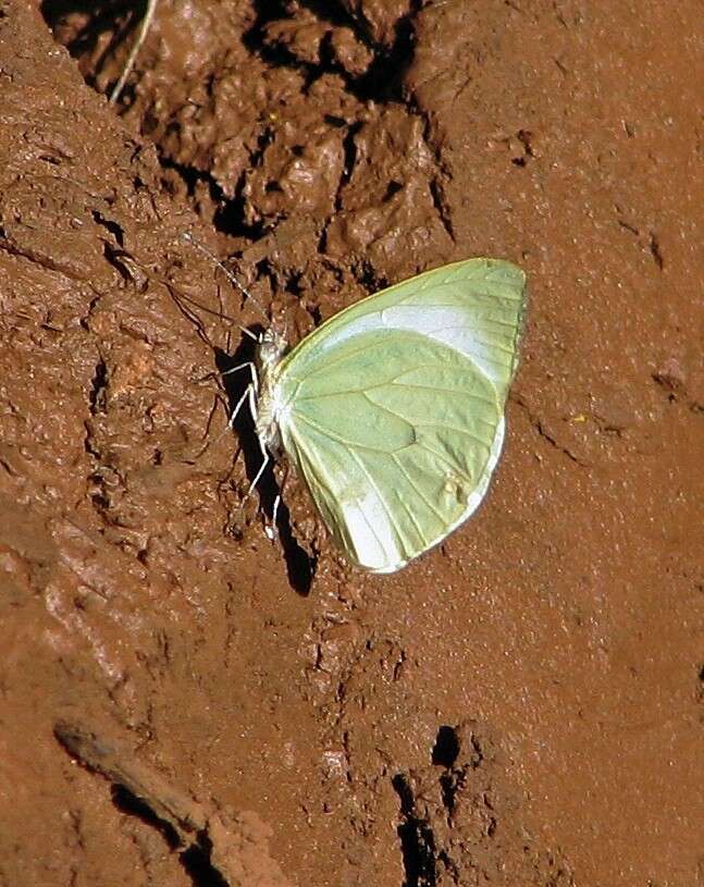 Image of Pseudopieris