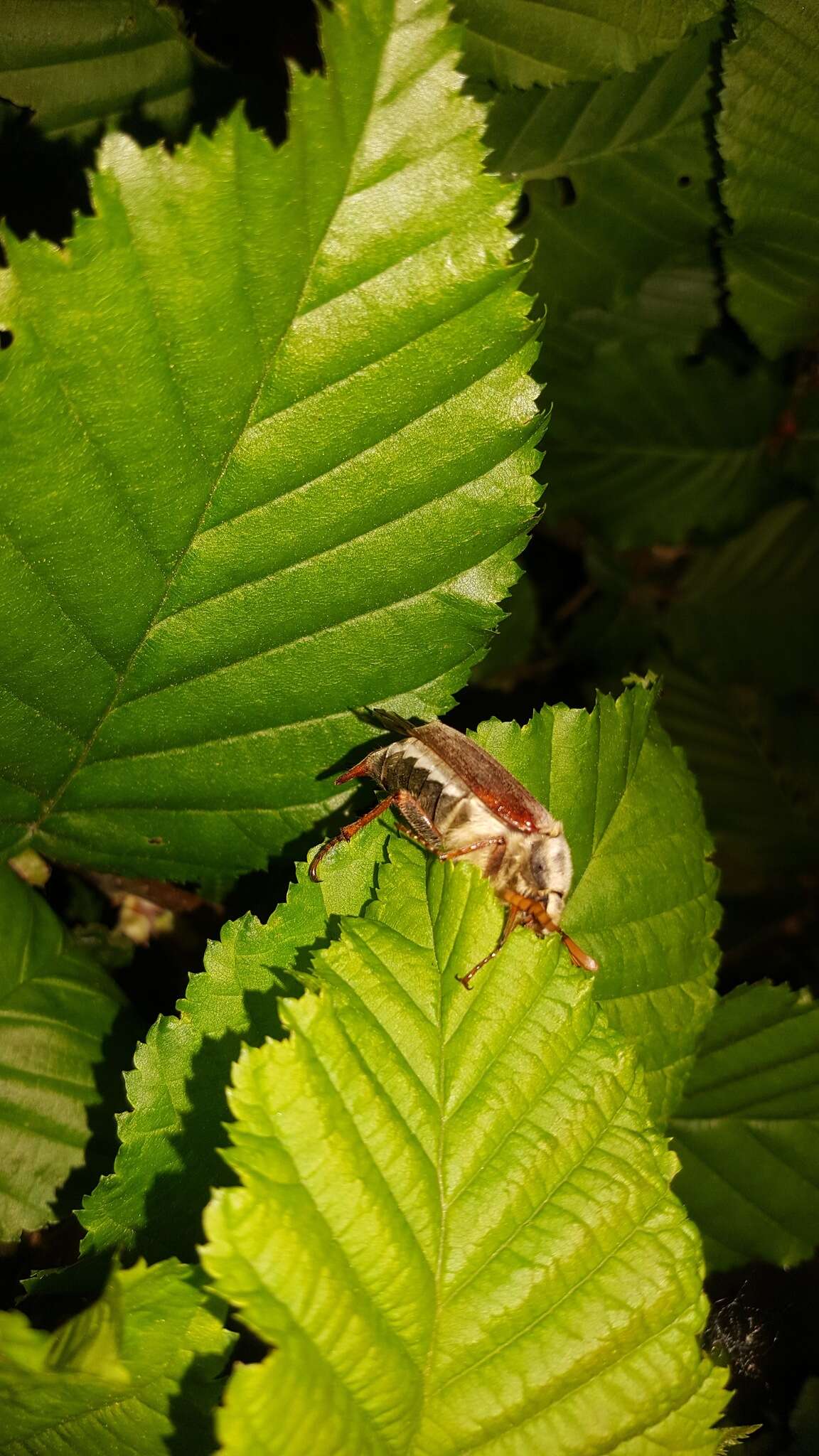 Image of Common cockchafer