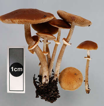 Imagem de Conocybe utricystidiata (Enderle & H.-J. Hübner) Somhorst 2013