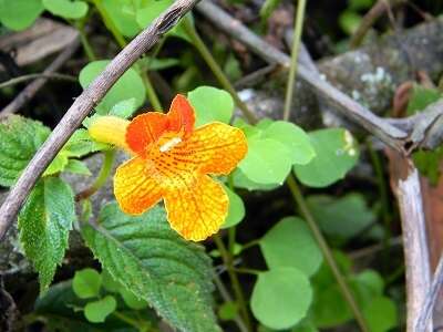 Imagem de Achimenes antirrhina (DC.) C. V. Morton