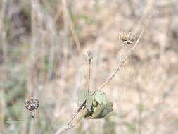 Image of shrubby Indian mallow