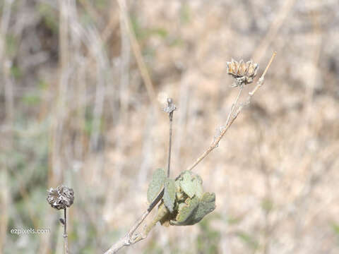 Image of shrubby Indian mallow