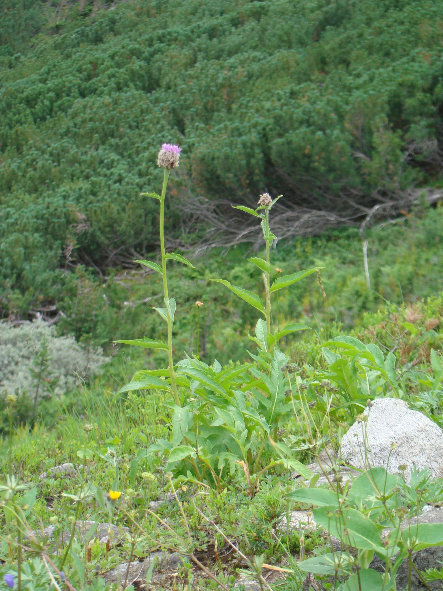 Image of Rhaponticum carthamoides subsp. carthamoides