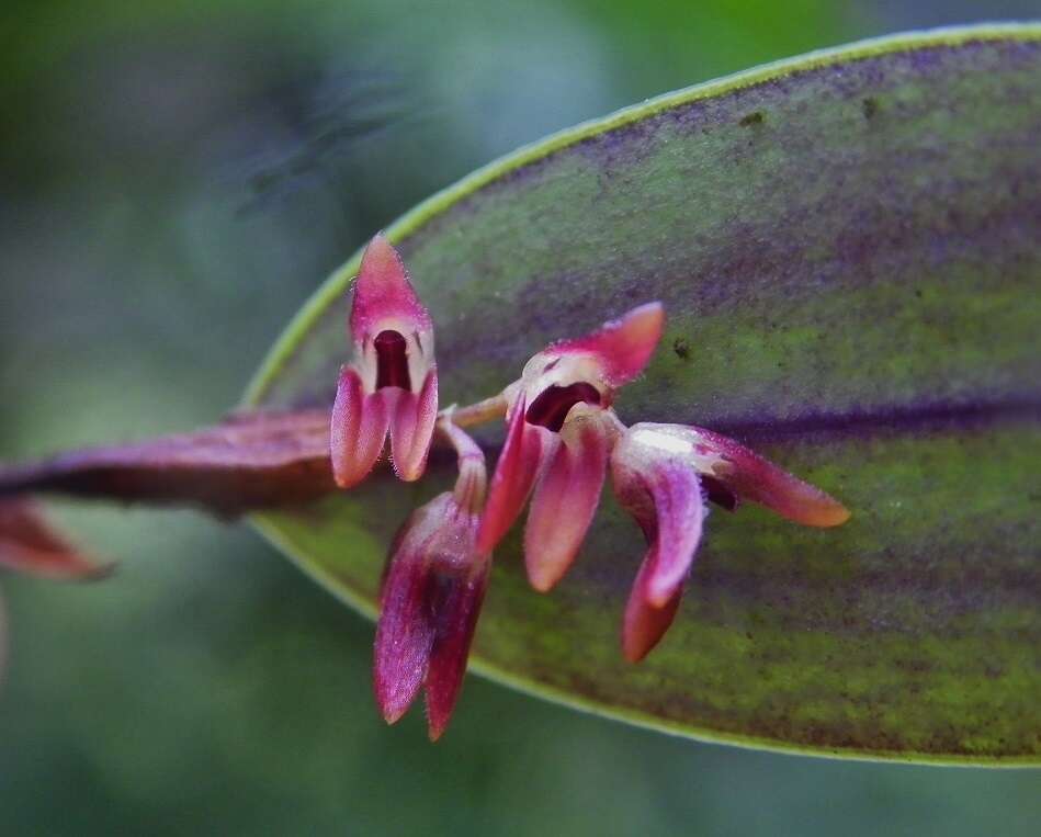 Image of Trichosalpinx blaisdellii (S. Watson) Luer