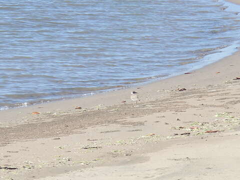 Image of Wilson's Plover