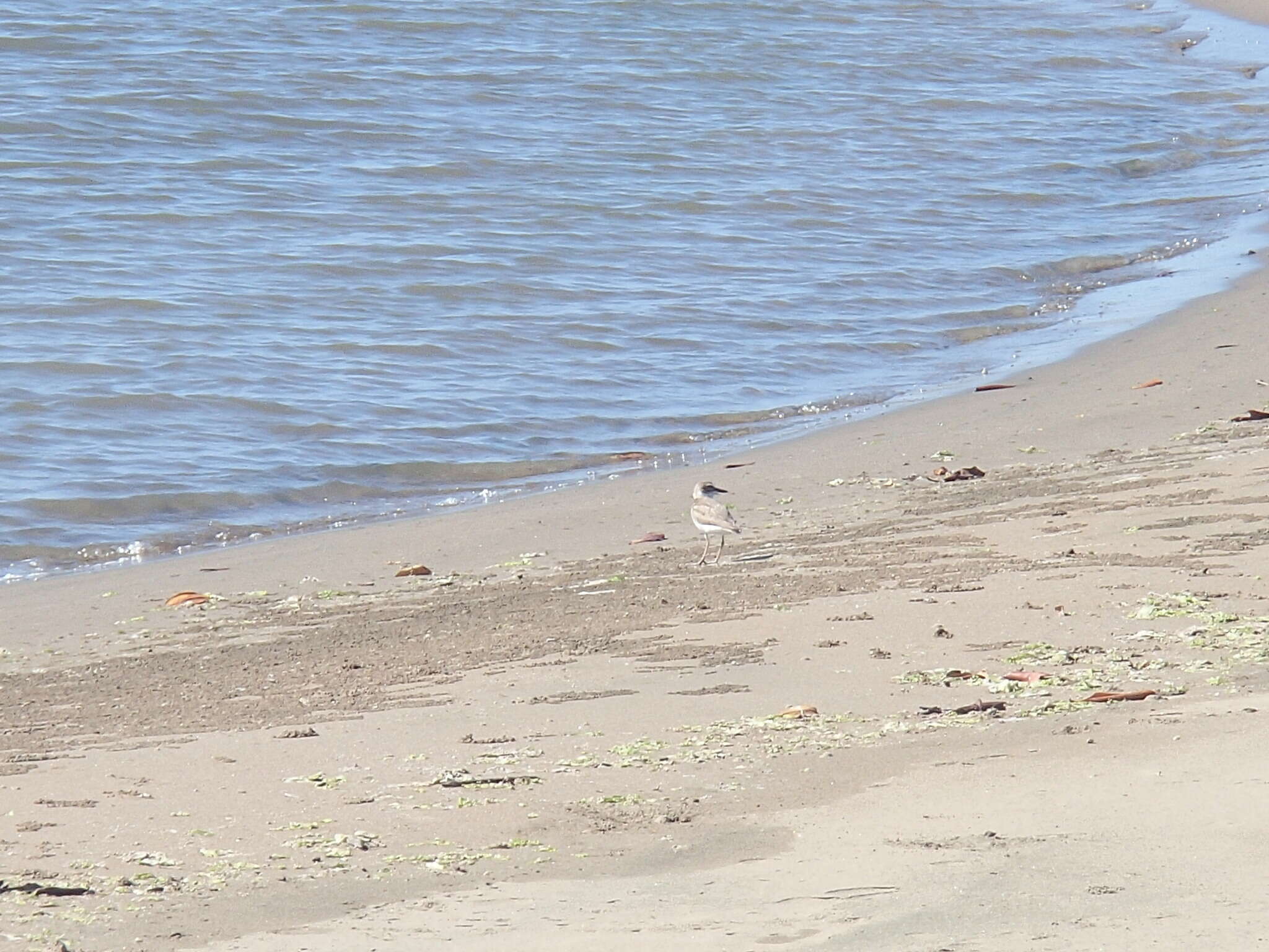 Image of Wilson's Plover