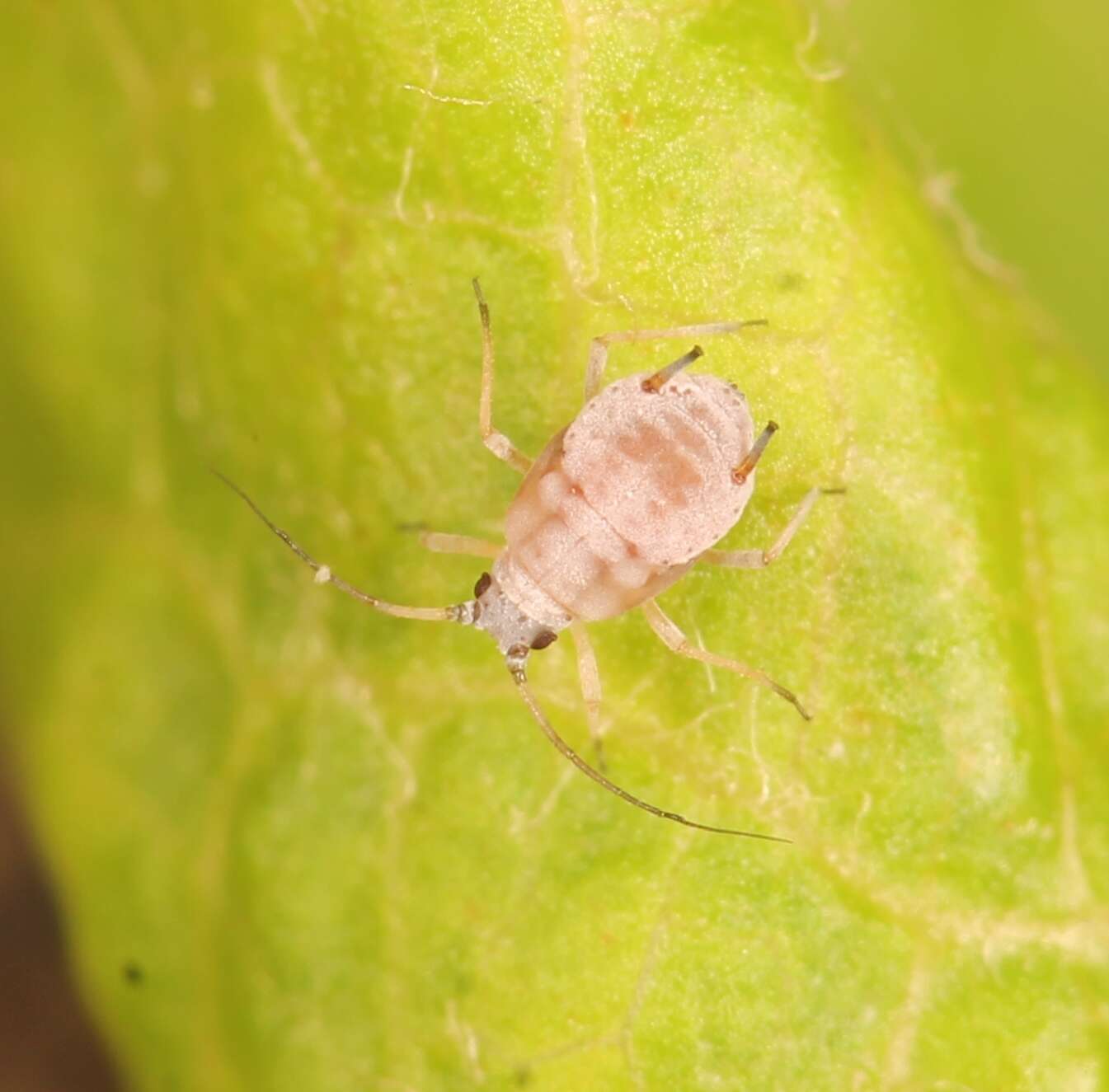 Plancia ëd Dysaphis (Pomaphis) plantaginea (Passerini 1860)