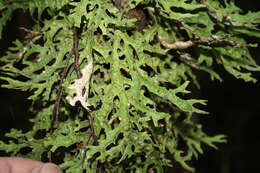 Image de Pseudocyphellaria billardierei (Delise) Räsänen