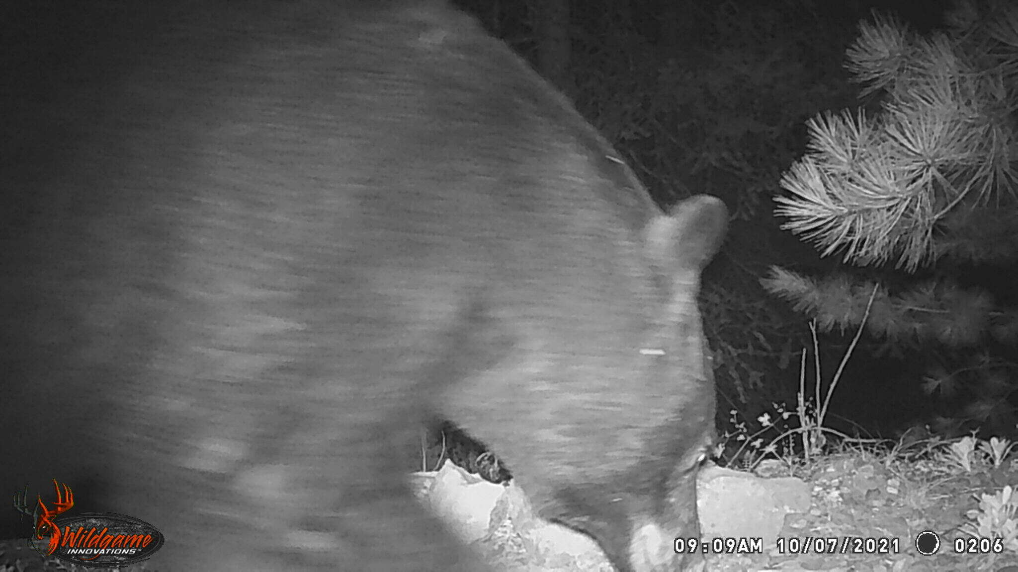 Image of West Mexican Black Bear