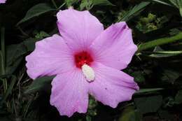 Image of Hibiscus costatus A. Rich.