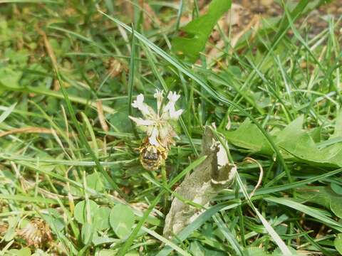 Image of wool-carder bee