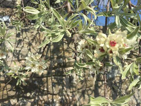 Image of Pyrus salicifolia Pall.