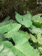 Image of arrowleaf elephant's ear