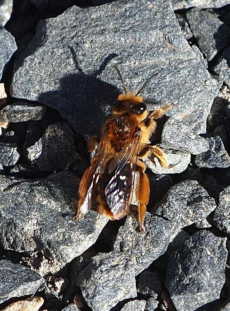 Image of tawny Nesocolletes