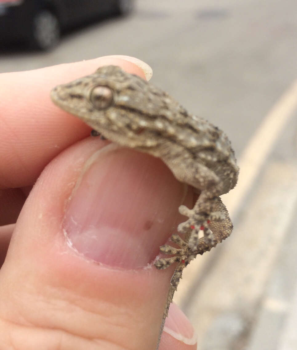 Image of Common Wall Gecko