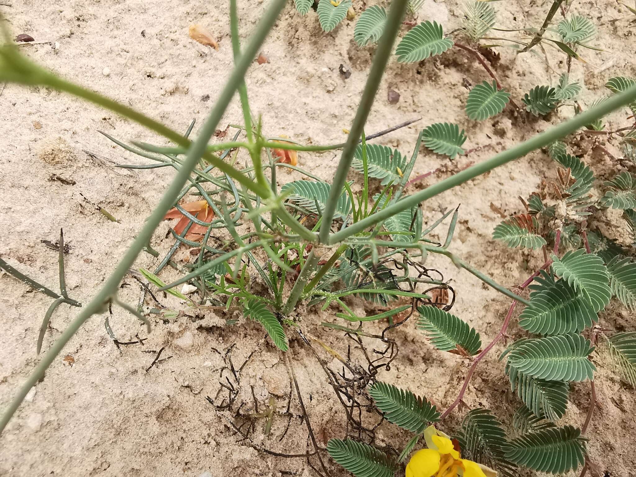 Image of Colorado greenthread