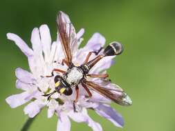 Image of Physocephala rufipes (Fabricius 1781)