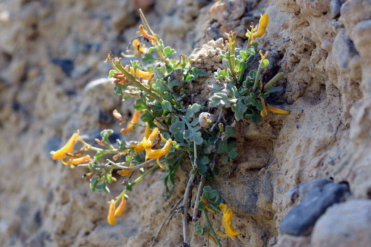 Image of Corydalis kovakensis Mikhailova