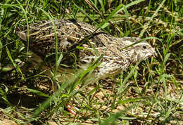 Image of Common Quail