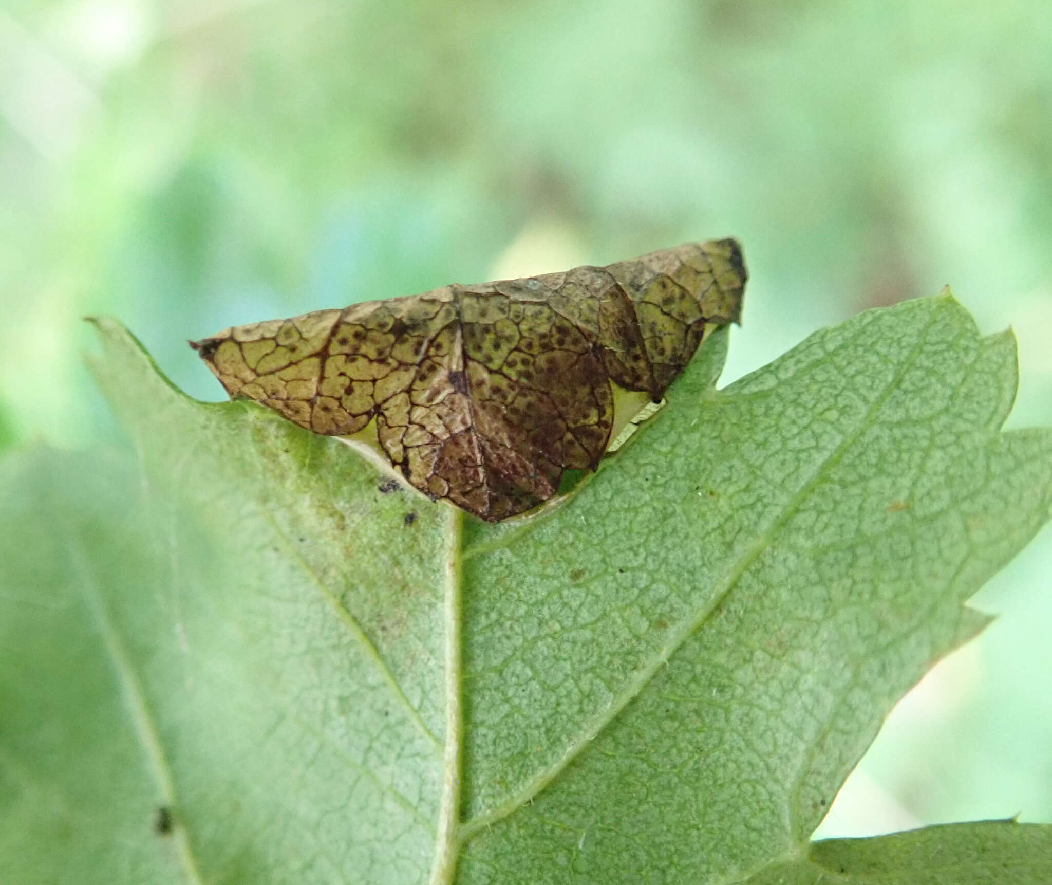 Image of Parornix anglicella (Stainton 1850)