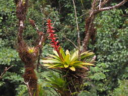 Imagem de Tillandsia schimperiana Wittm.