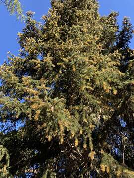 Image de Chrysomyxa rhododendri (DC.) de Bary 1879